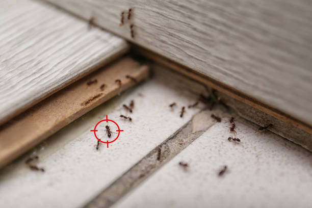 Best Emergency Pest Control  in Lisbon, IA